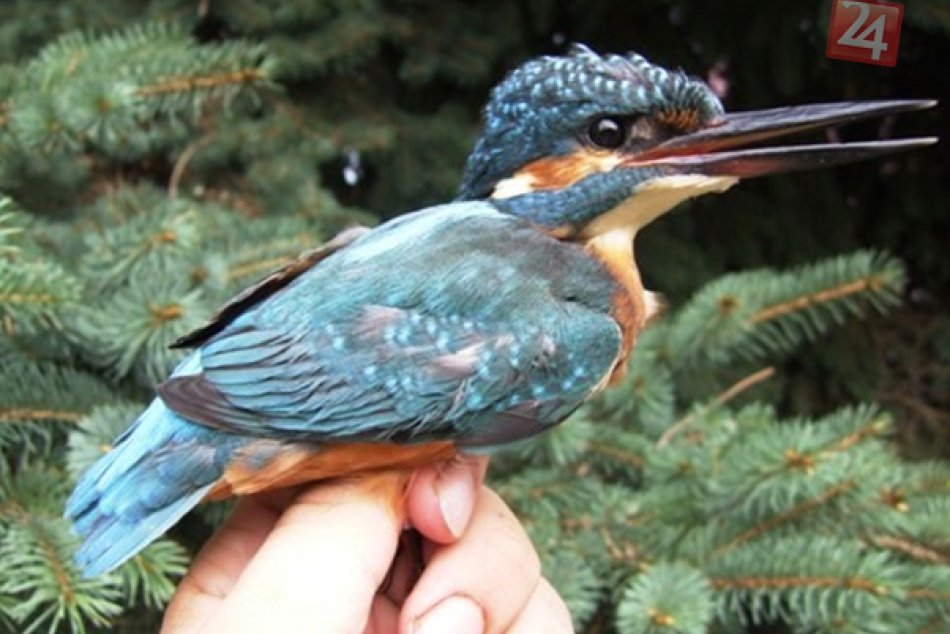 Ilustračný obrázok k článku Ornitológovia pozývajú na Záhorie pozorovať vzácne druhy vtákov