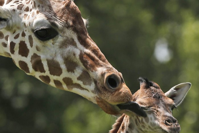 Ilustračný obrázok k článku Bratislavská ZOO má nový prírastok do rodiny. V sobotu sa tam narodil samček žirafy