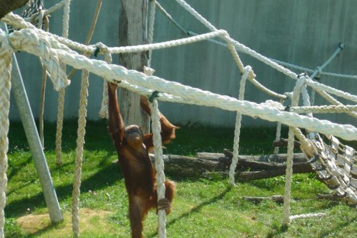 Ilustračný obrázok k článku ZOO má nový prírastok - samičku orangutana s mláďaťom
